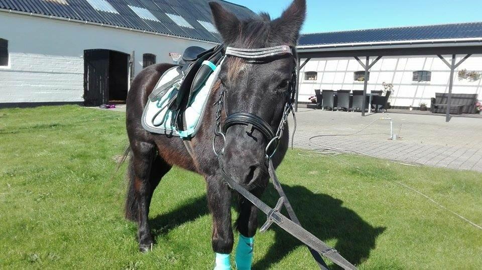 Dartmoor SKIPPER billede 4