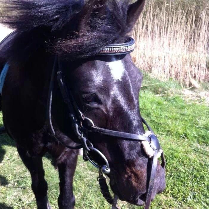 Dartmoor SKIPPER billede 1