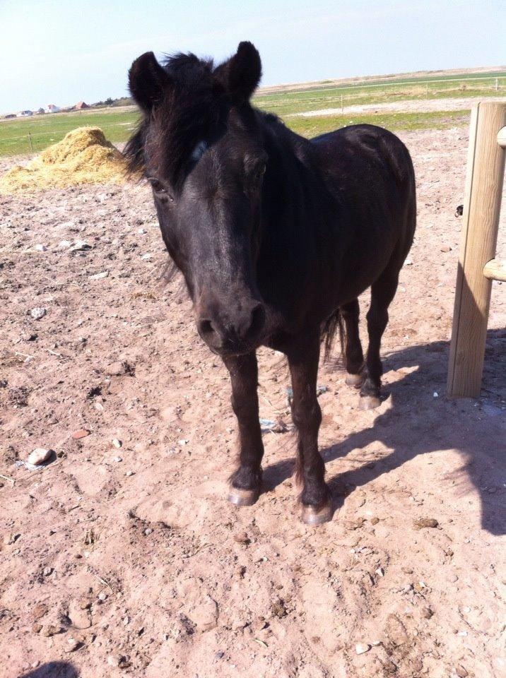 Dartmoor SKIPPER billede 8