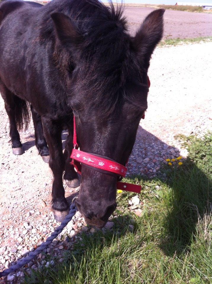 Dartmoor SKIPPER billede 10