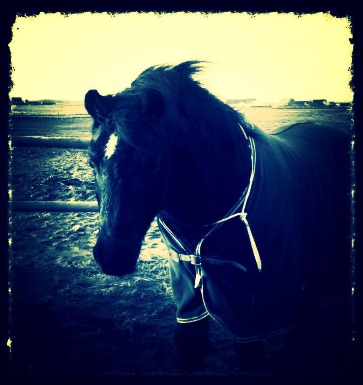 Dartmoor SKIPPER billede 12