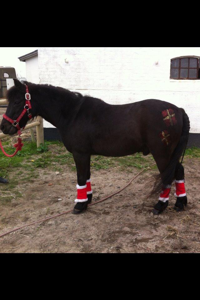 Dartmoor SKIPPER billede 11