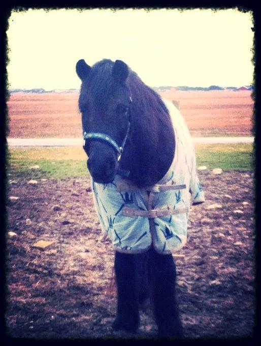 Dartmoor SKIPPER billede 13