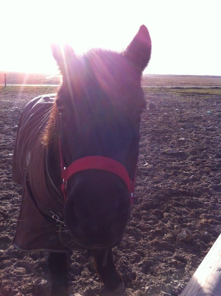 Dartmoor SKIPPER billede 15