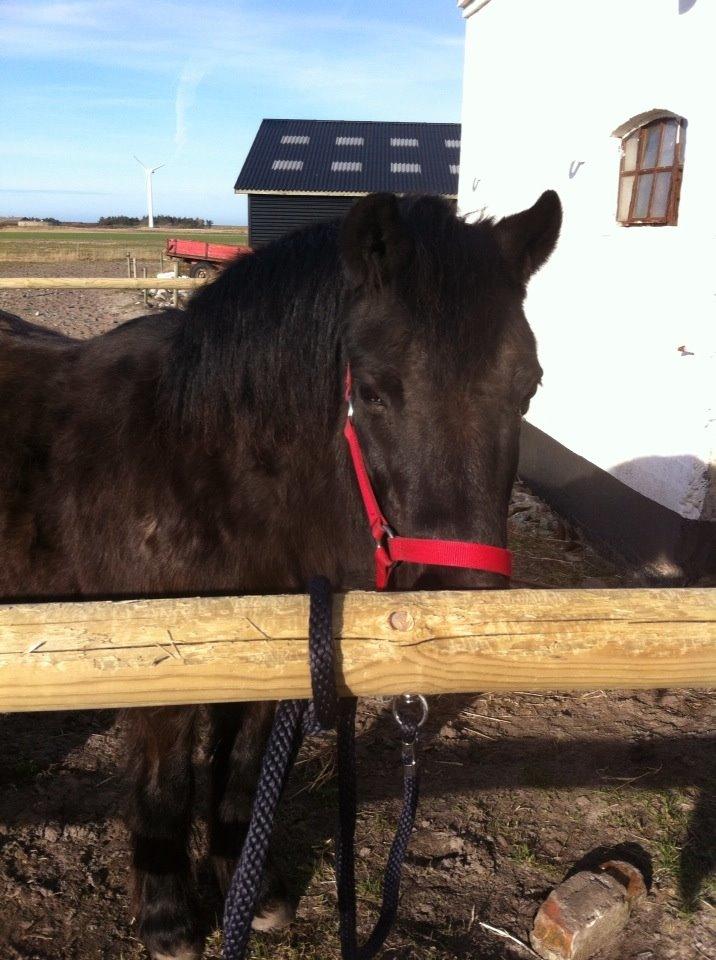 Dartmoor SKIPPER billede 14
