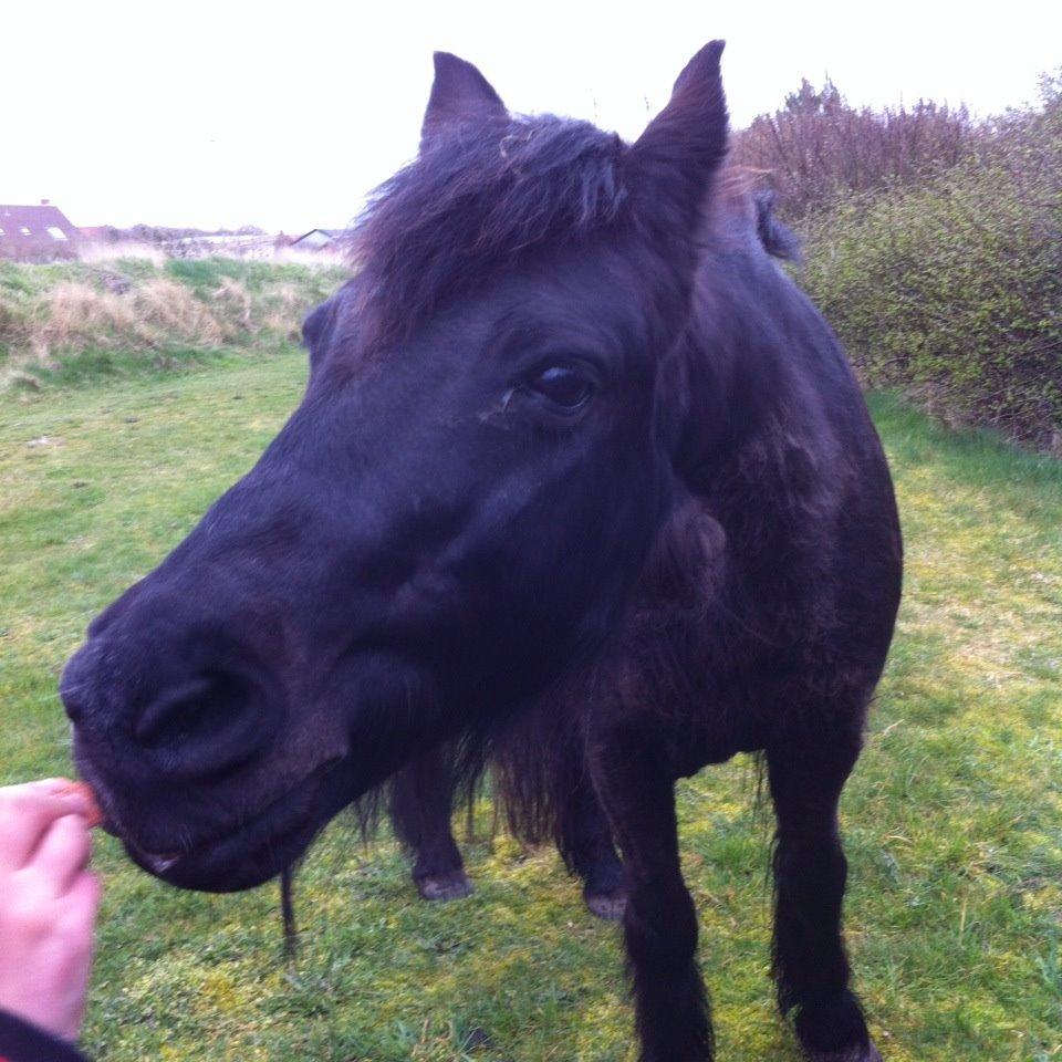 Dartmoor SKIPPER billede 17