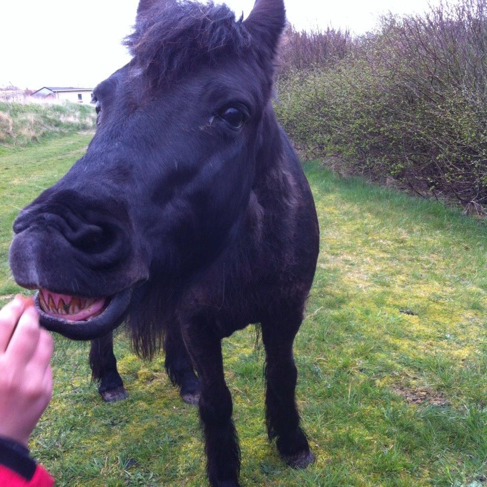 Dartmoor SKIPPER billede 16