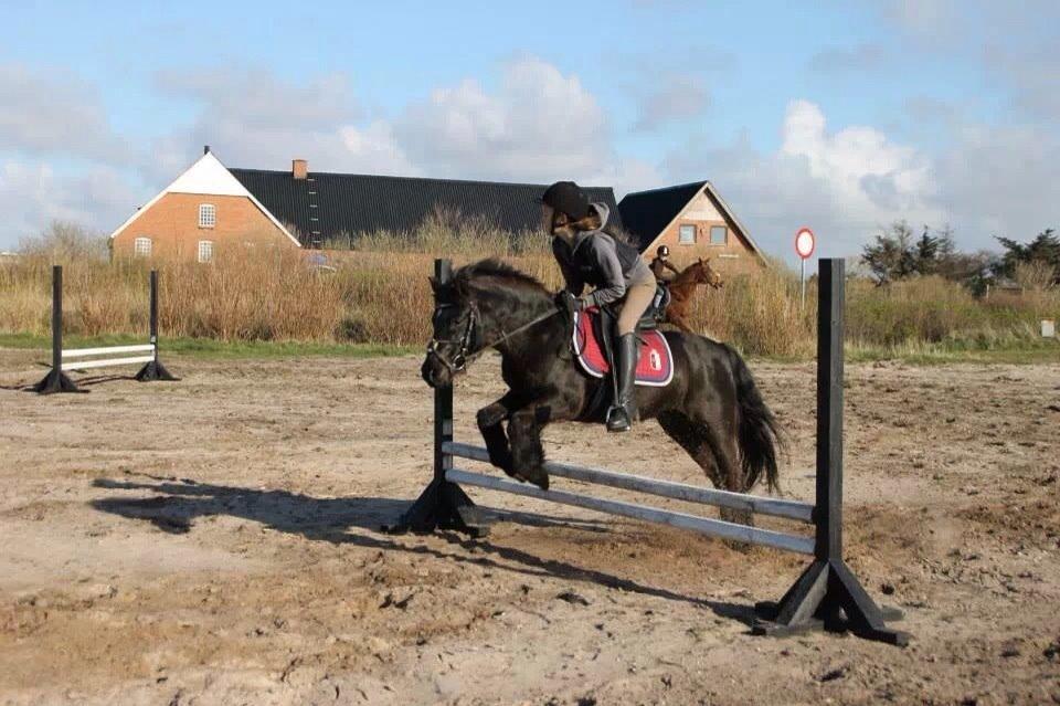 Dartmoor SKIPPER billede 19