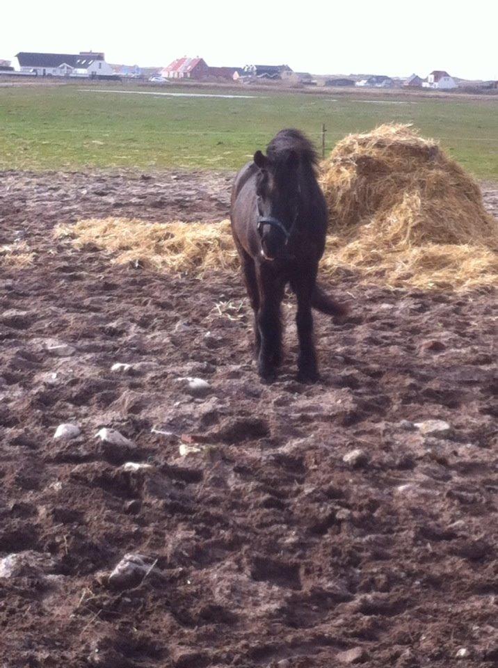 Dartmoor SKIPPER billede 18