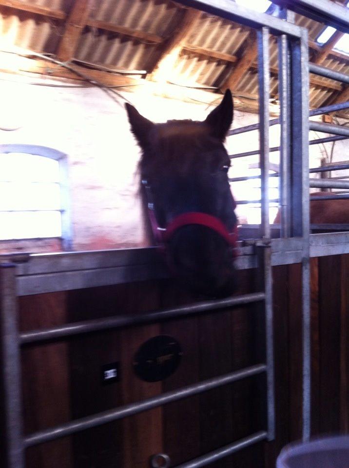 Dartmoor SKIPPER billede 20