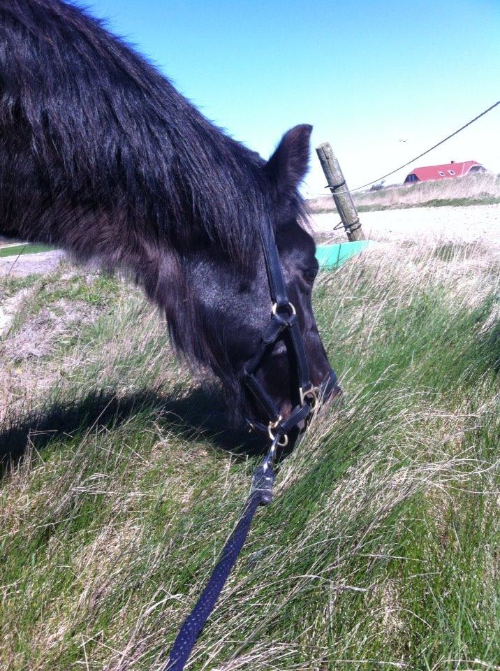Dartmoor SKIPPER billede 21