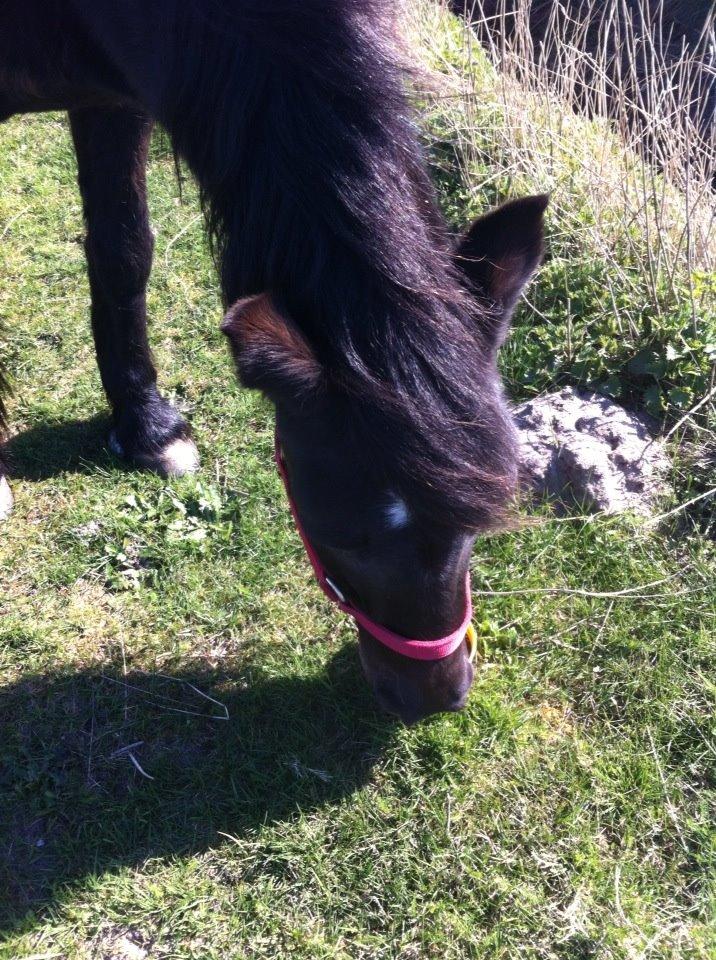 Dartmoor SKIPPER billede 22