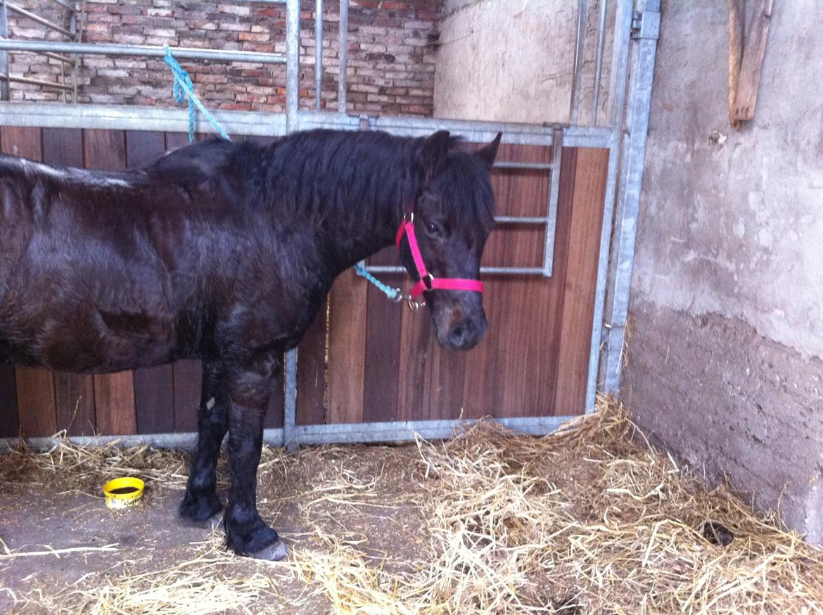 Dartmoor SKIPPER billede 23