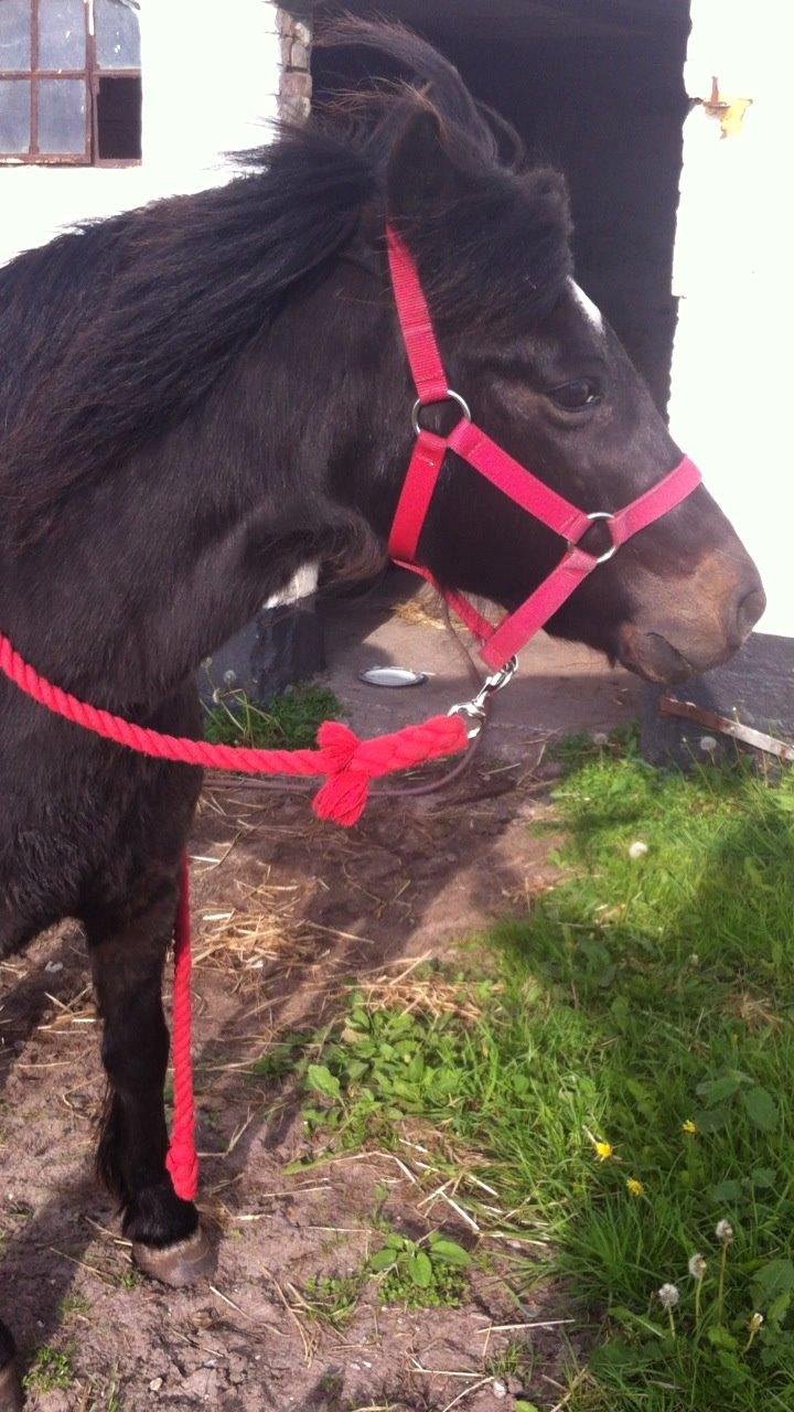 Dartmoor SKIPPER billede 3