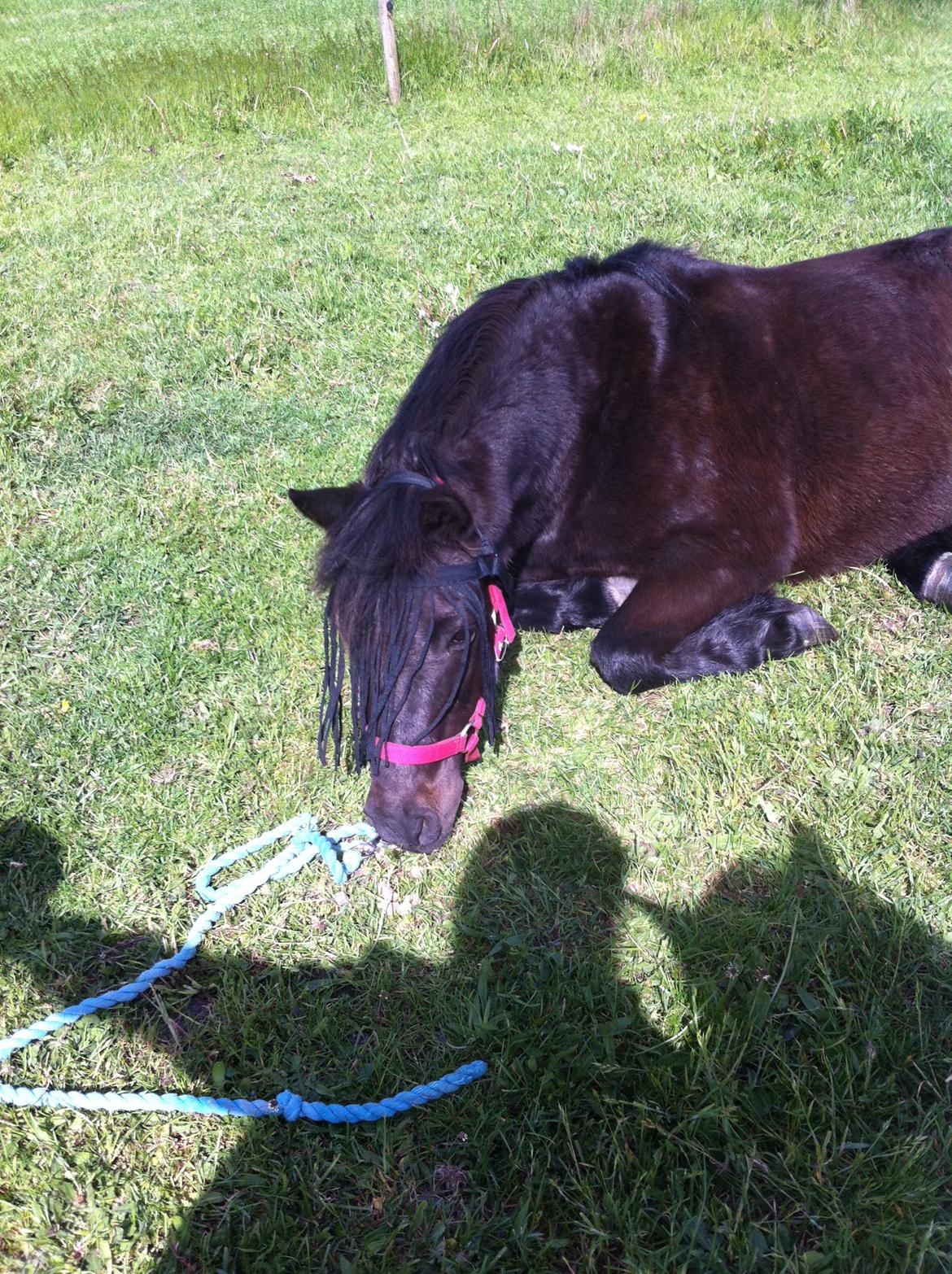 Dartmoor SKIPPER billede 25