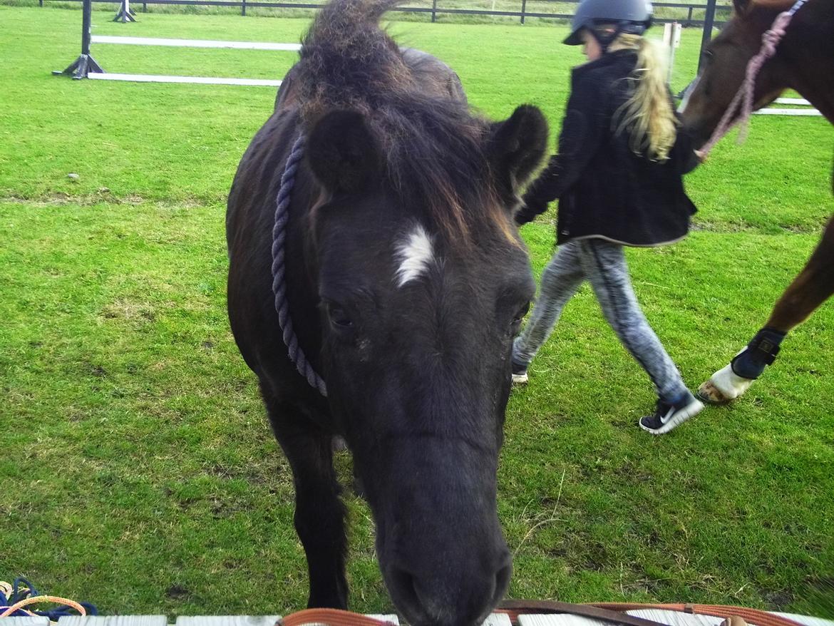 Dartmoor SKIPPER billede 26