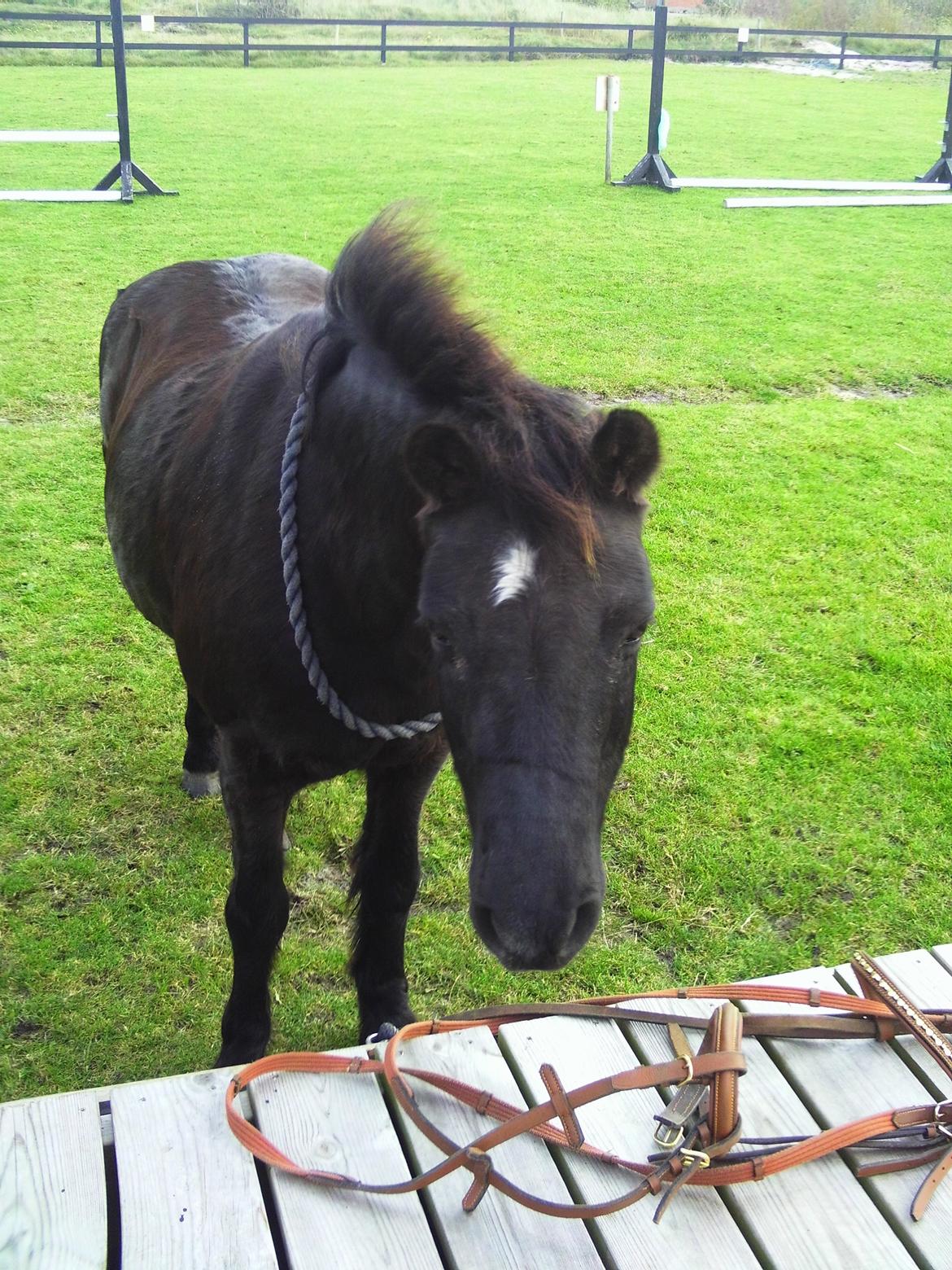 Dartmoor SKIPPER billede 27