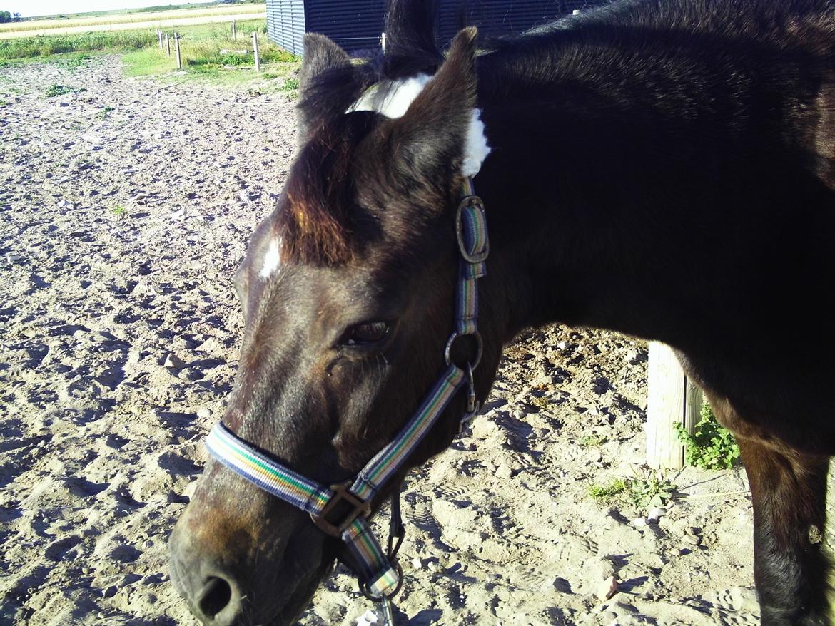 Dartmoor SKIPPER billede 28