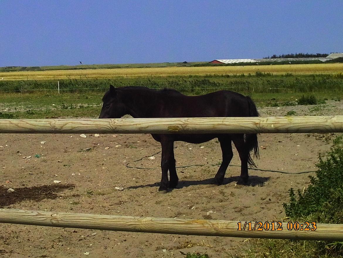 Dartmoor SKIPPER billede 29