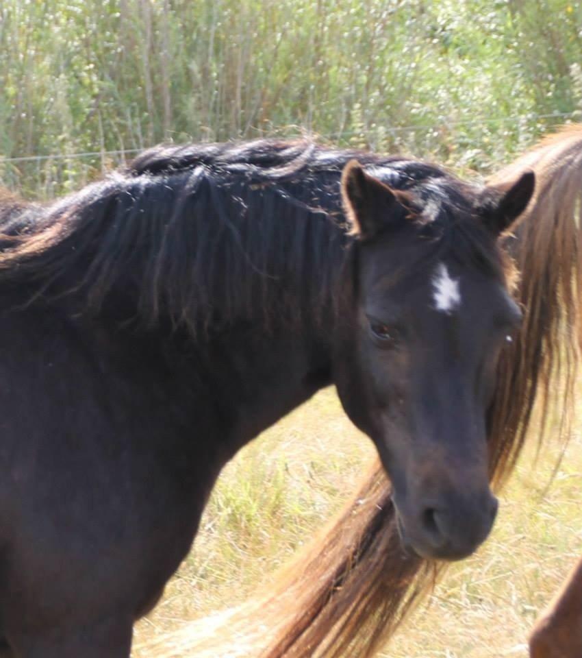 Dartmoor SKIPPER billede 32