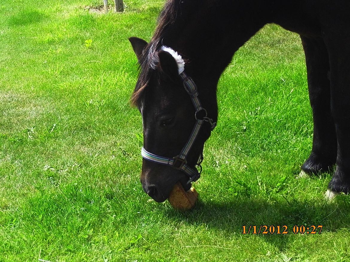 Dartmoor SKIPPER billede 30