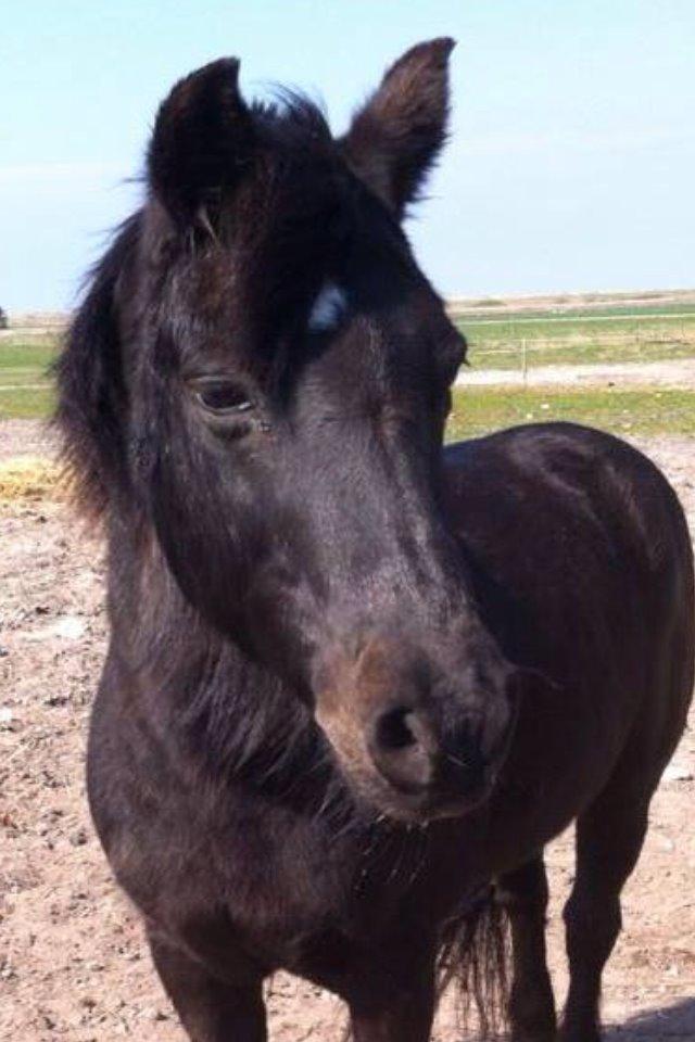 Dartmoor SKIPPER billede 34