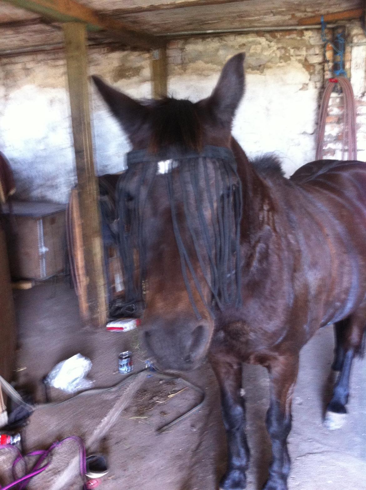 Dartmoor SKIPPER billede 35