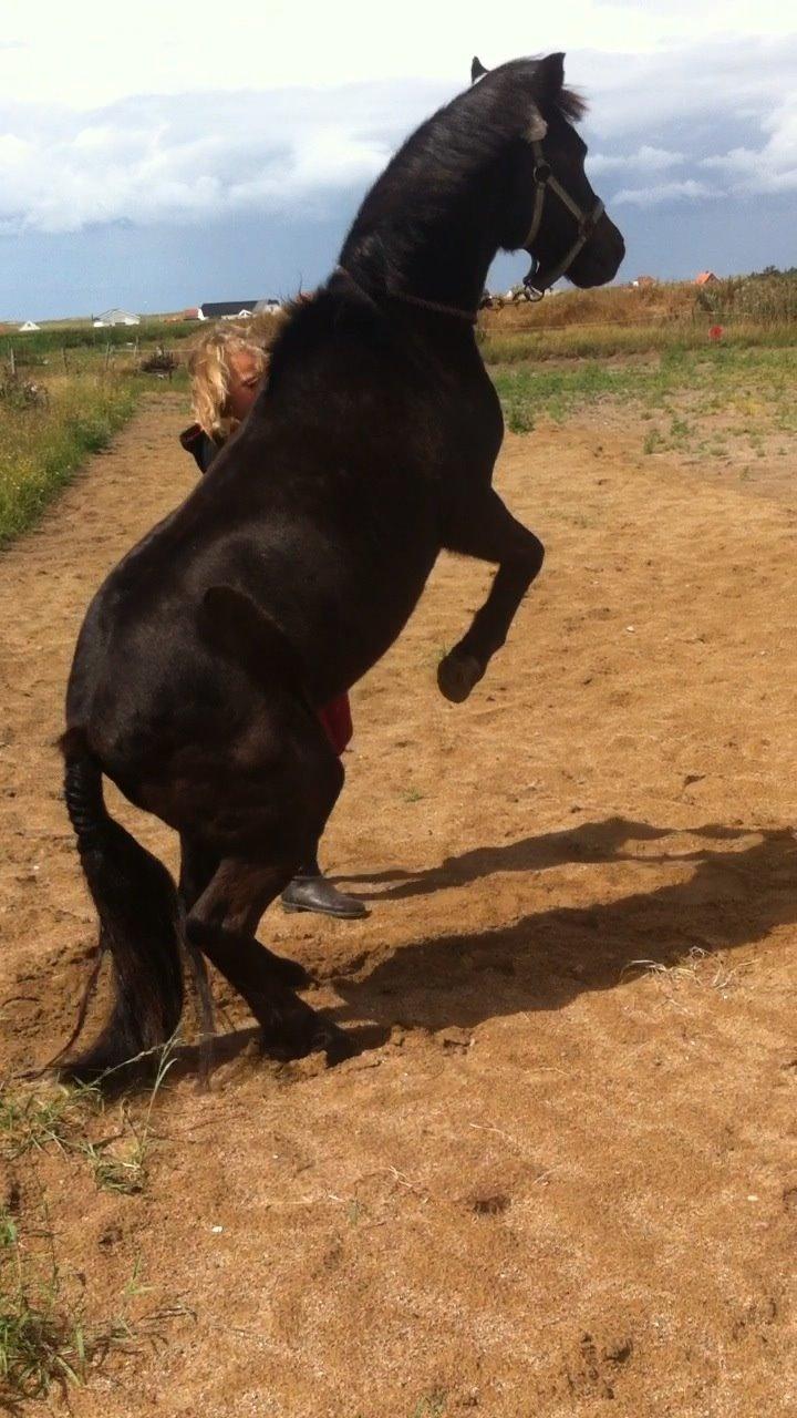 Dartmoor SKIPPER billede 36