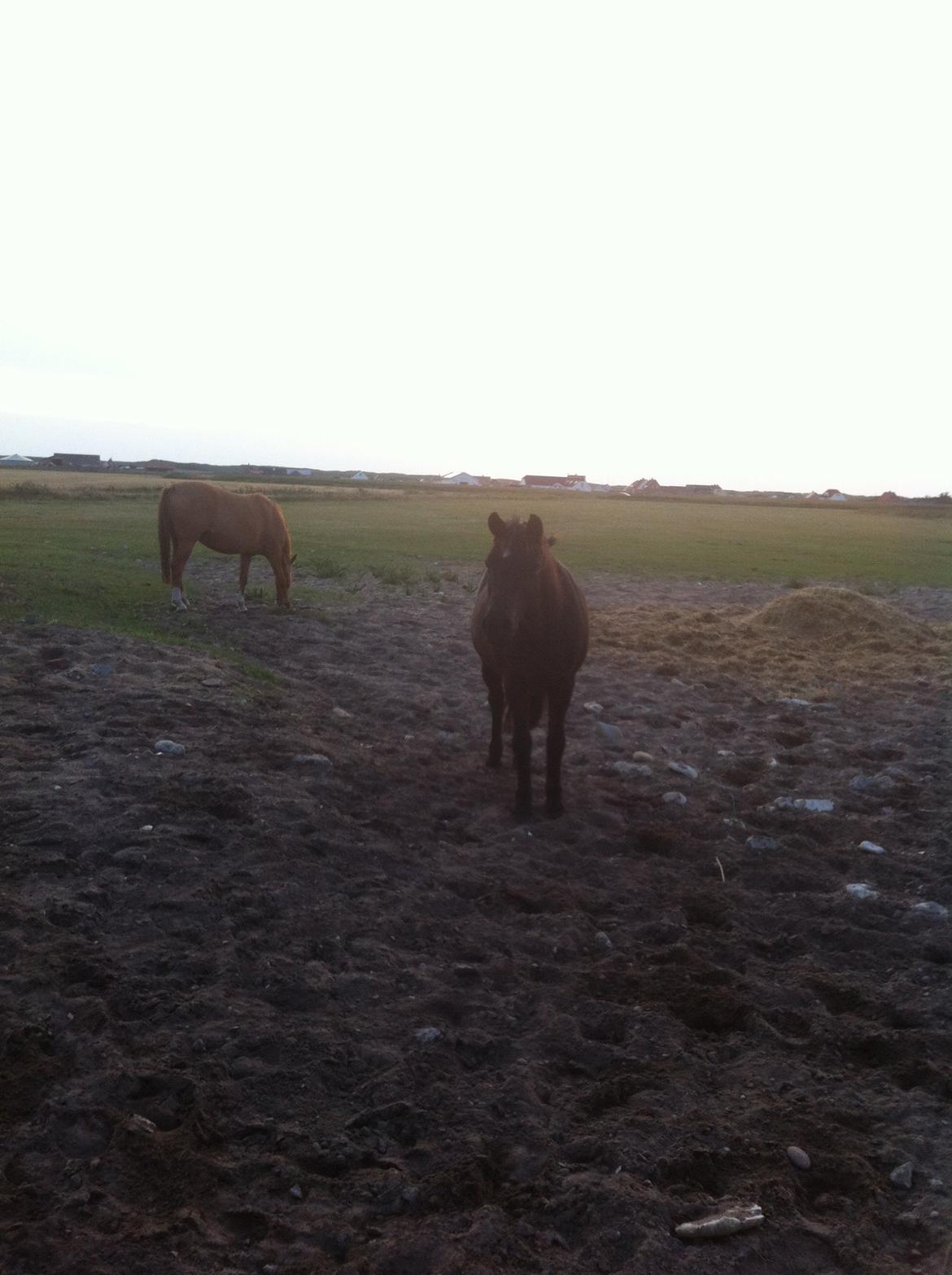 Dartmoor SKIPPER billede 37