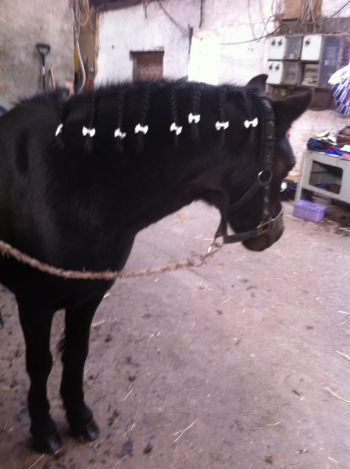 Dartmoor SKIPPER billede 38