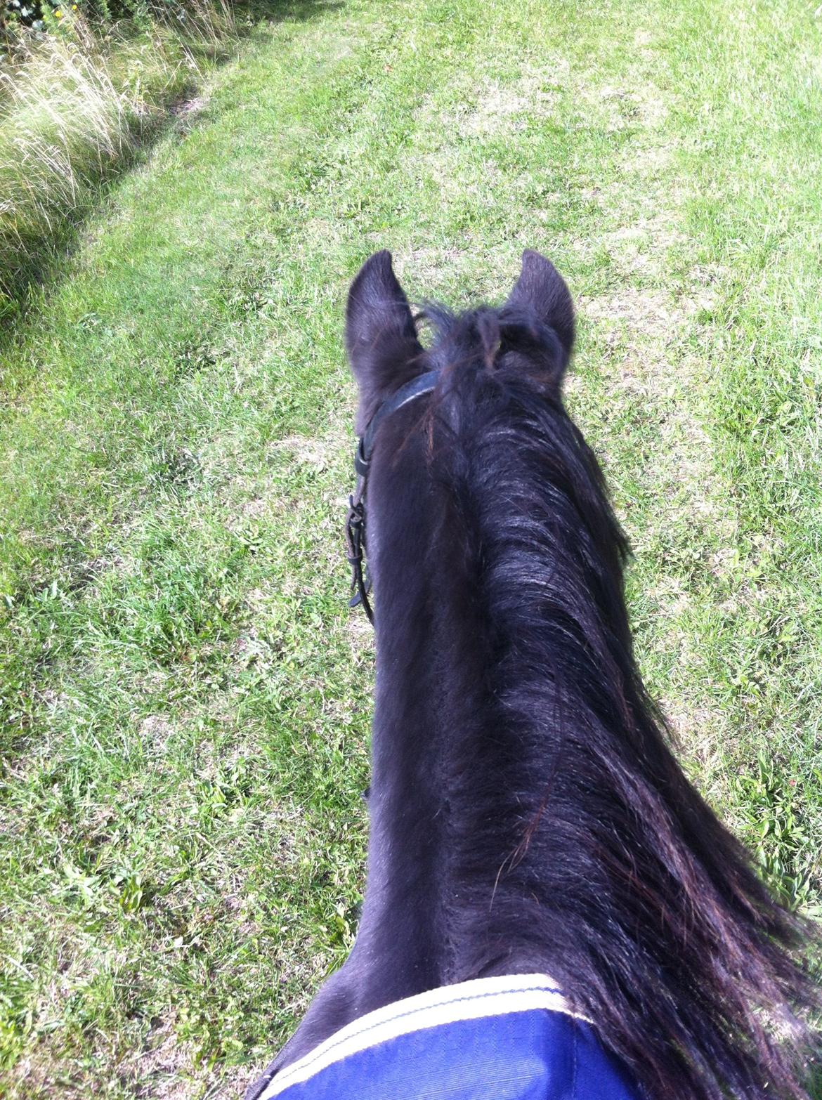 Dartmoor SKIPPER billede 39