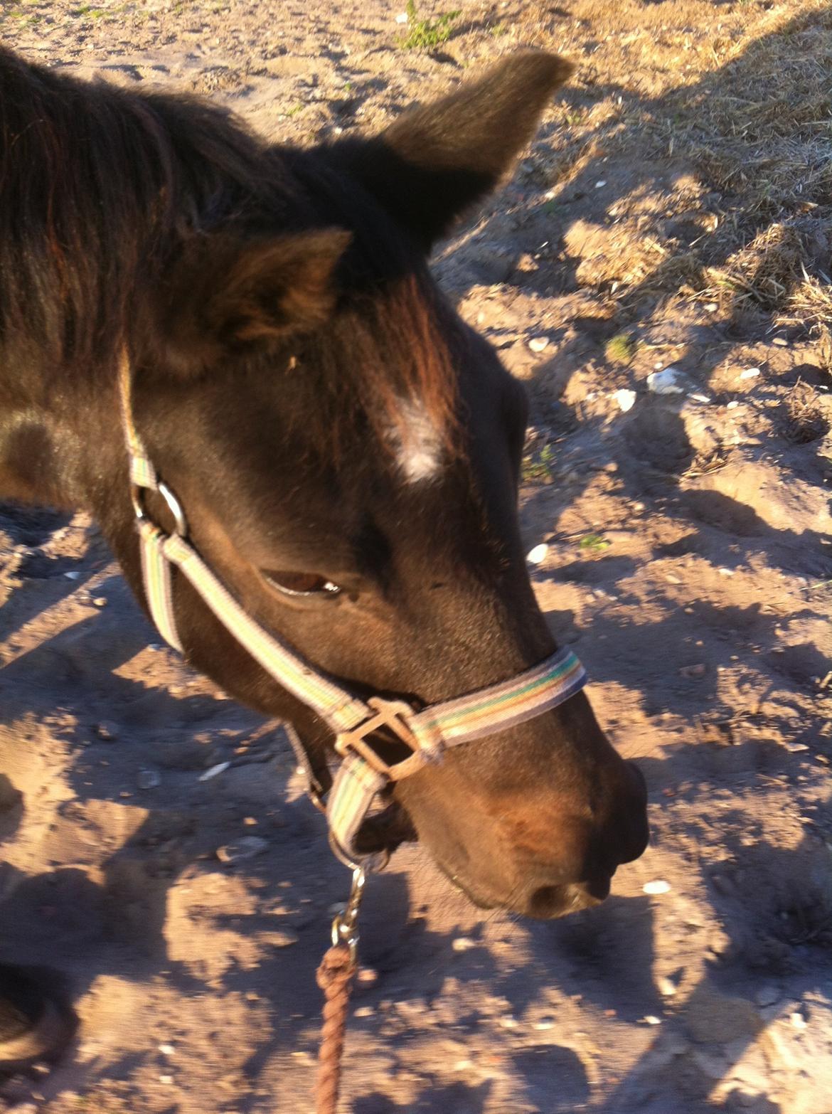 Dartmoor SKIPPER billede 40