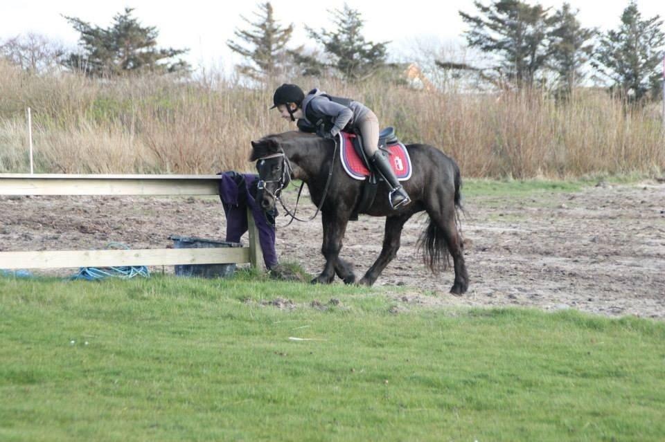 Dartmoor SKIPPER billede 41