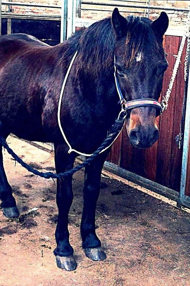 Dartmoor SKIPPER billede 42