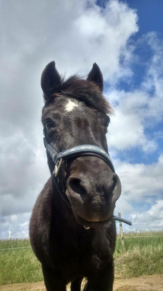 Dartmoor SKIPPER billede 43