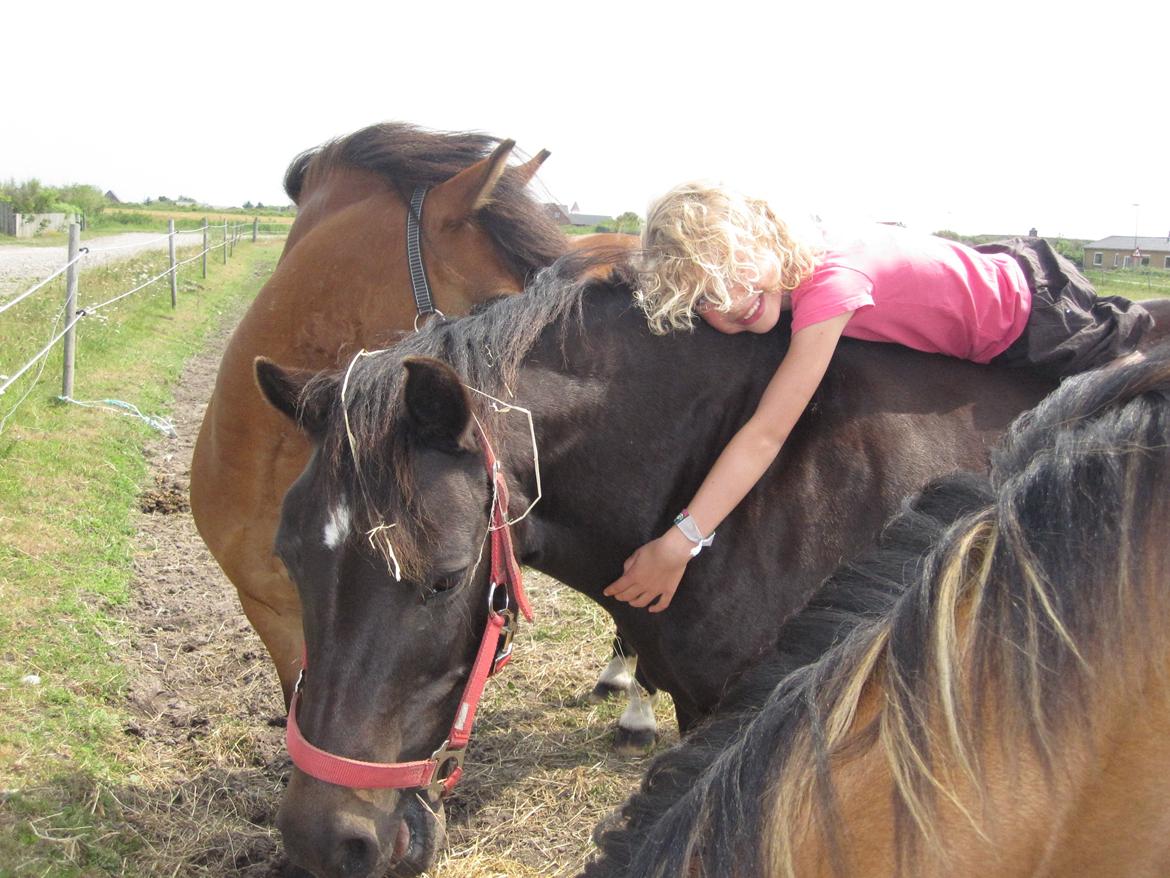 Dartmoor SKIPPER billede 46