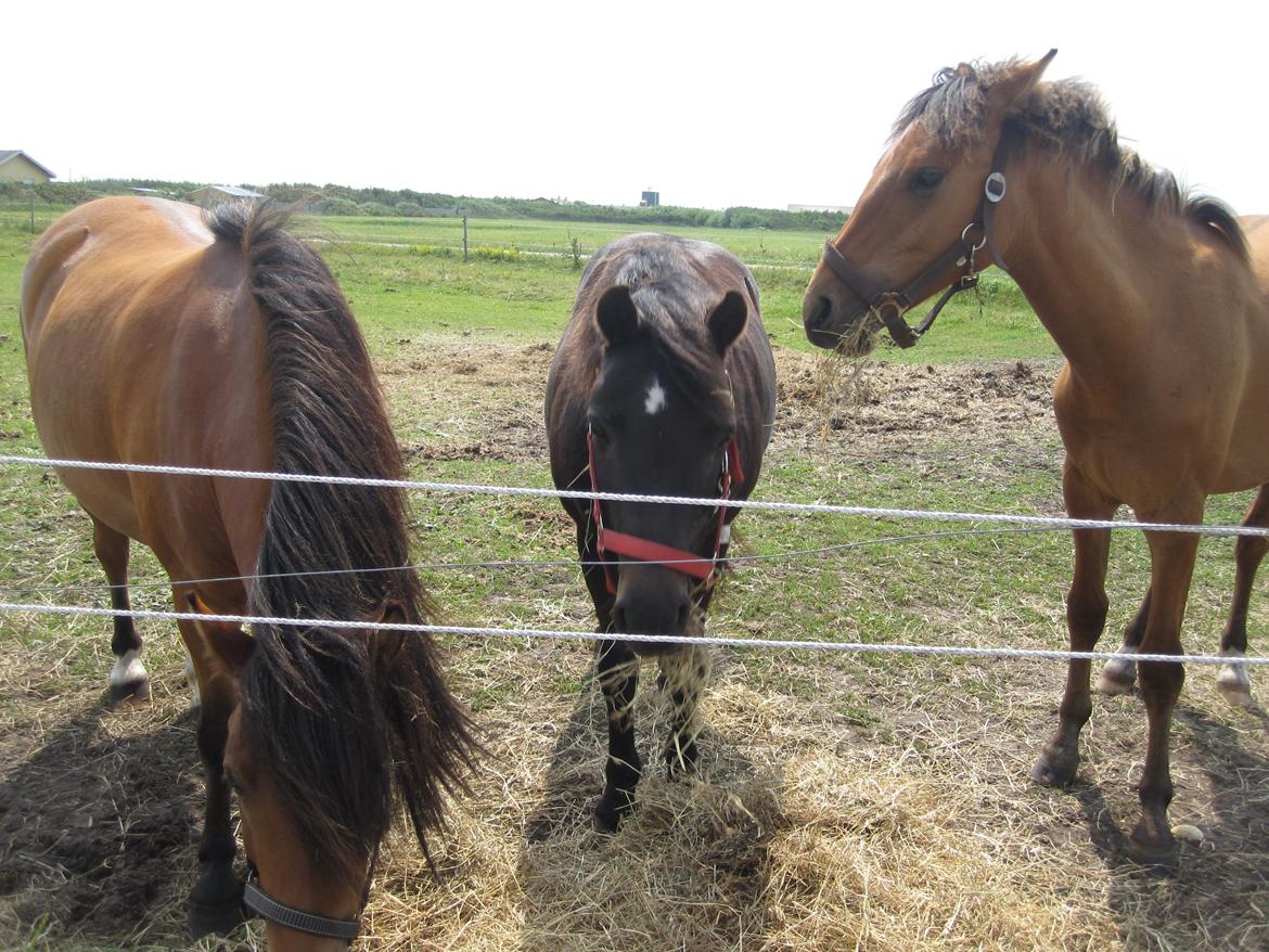 Dartmoor SKIPPER billede 50