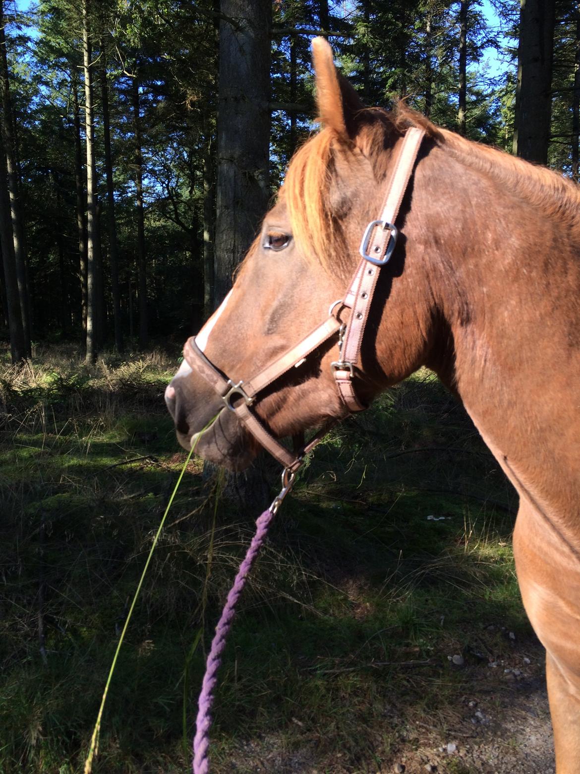 Anden særlig race Picaso billede 15