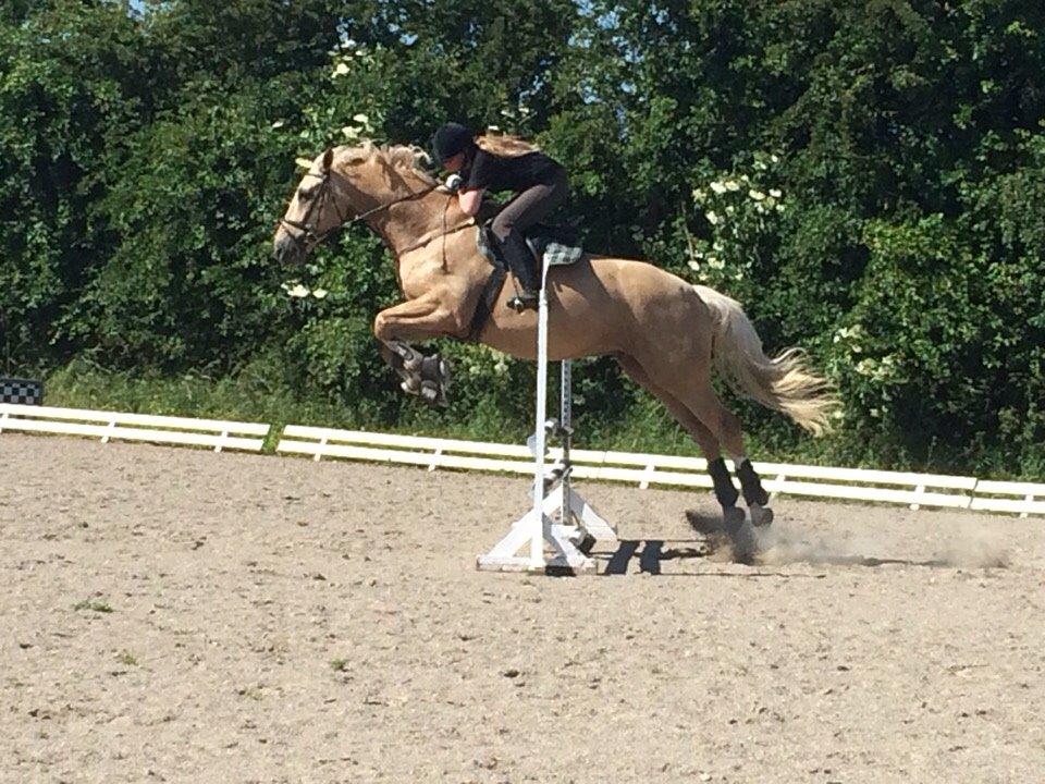 Palomino Bell Galliano billede 17