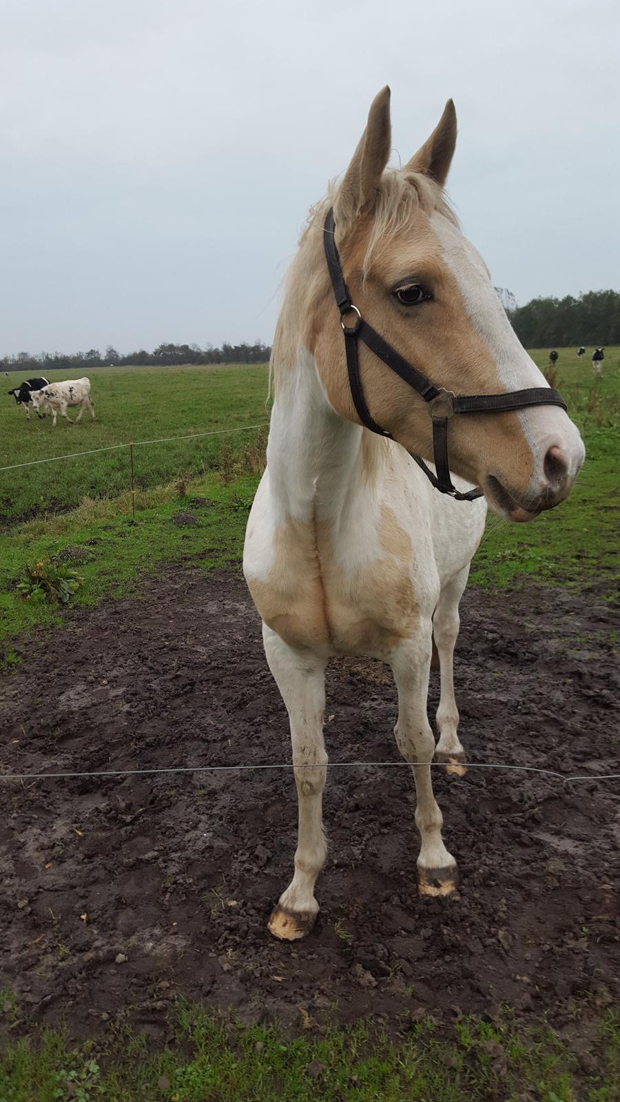 Palomino Henriette billede 9