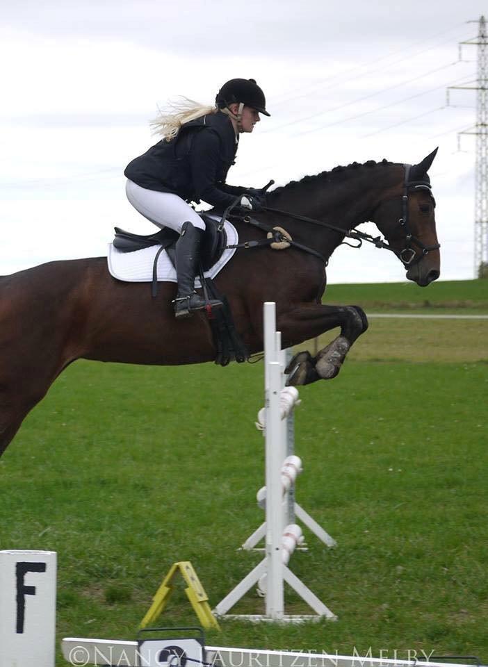 Holstener Aloa Lyngriis billede 1