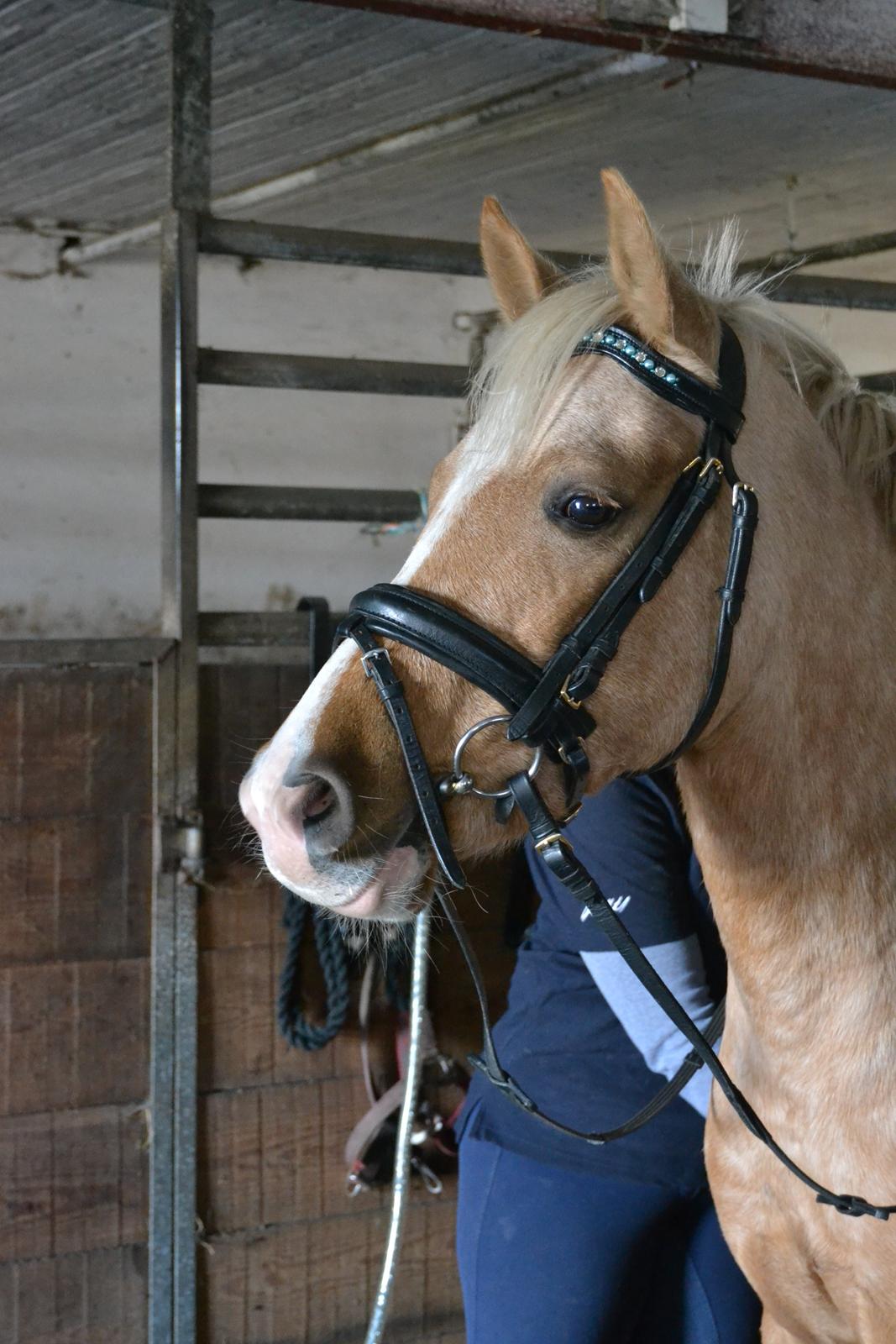 Palomino Vestervangs betterøv billede 12