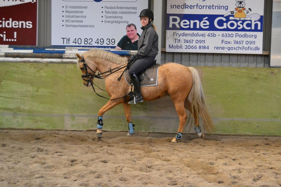 Palomino Vestervangs betterøv billede 13