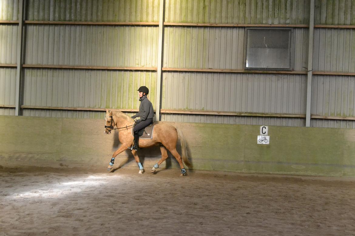 Palomino Vestervangs betterøv billede 24