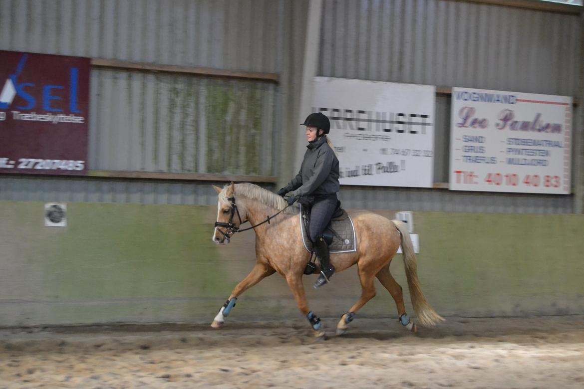 Palomino Vestervangs betterøv billede 23