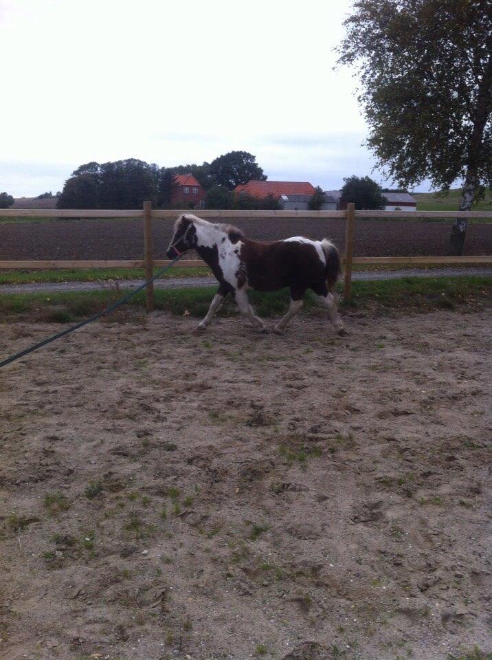 Anden særlig race Ole billede 6