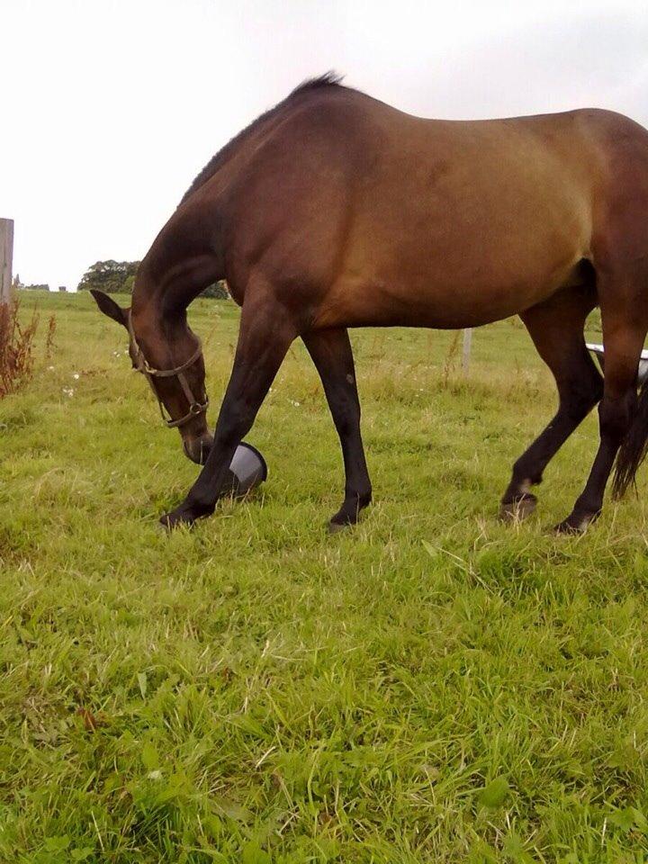 Traver Faraway billede 1