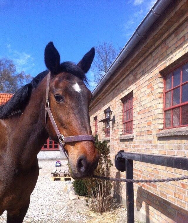 Traver Faraway billede 6