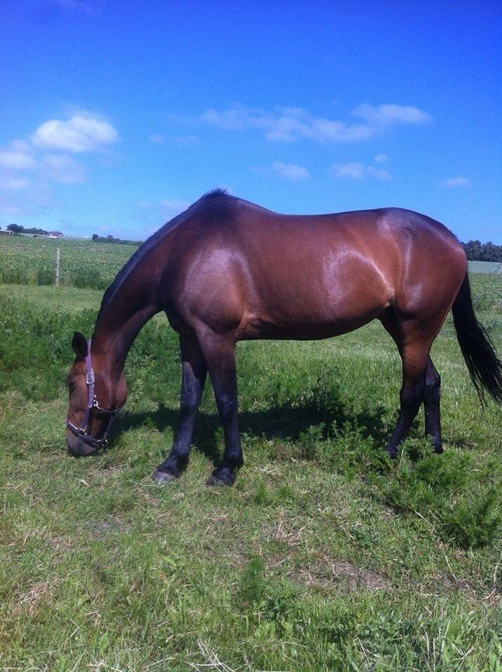 Traver Faraway billede 7