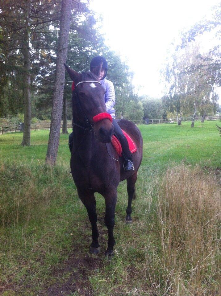 Traver Faraway billede 8